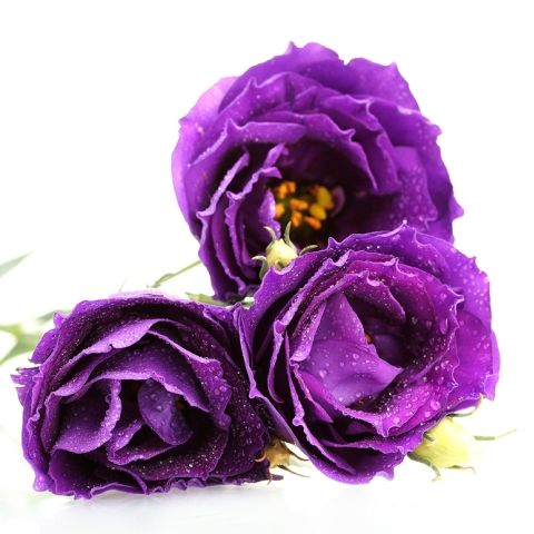 Lisianthus Purple