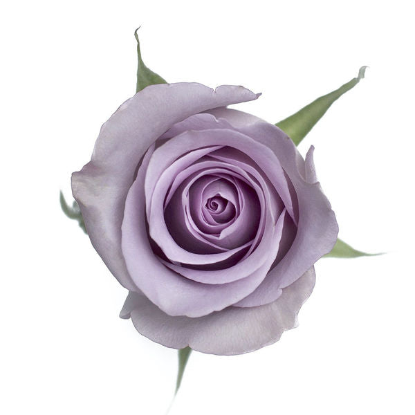 Rose Lavender