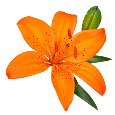 Lily Asiatic Orange