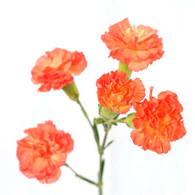 Carnations Mini Orange