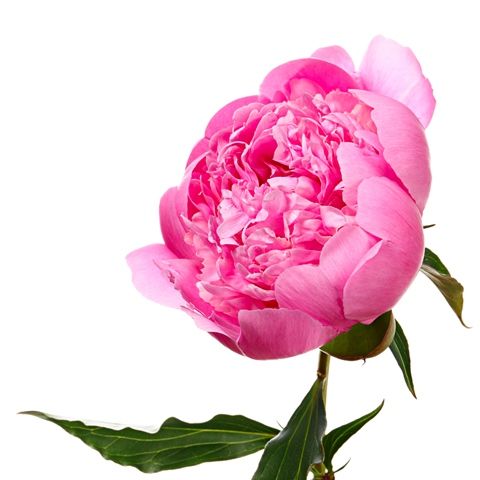 Peony Pink – Bunches Direct Canada