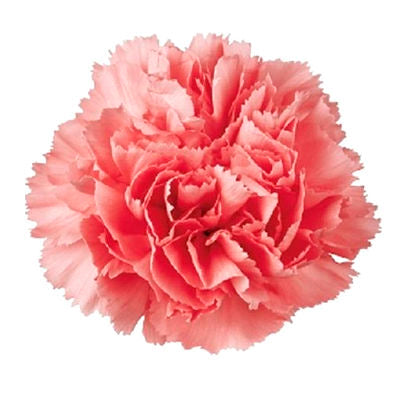 Carnations Light Pink
