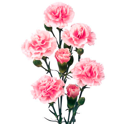Carnations Mini Light Pink