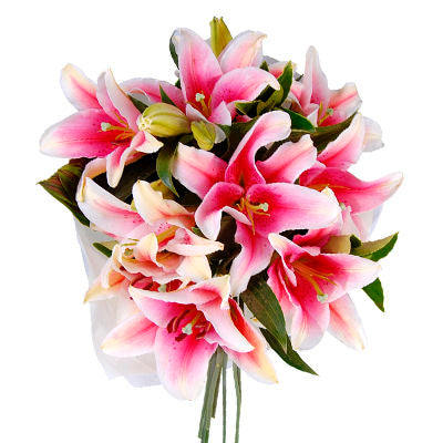 Asiatic Lilies - Pink & White