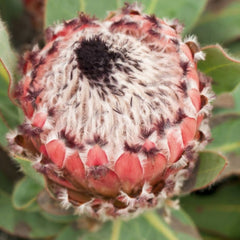 プロテア　クイーン protea-queen-pink-with-black-