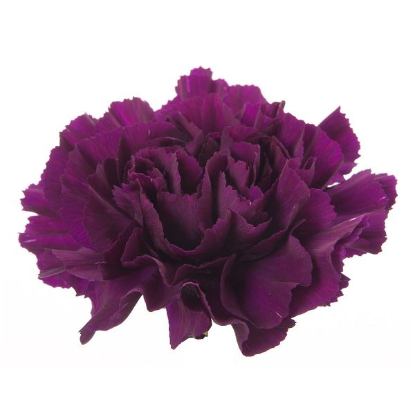 Carnations Purple