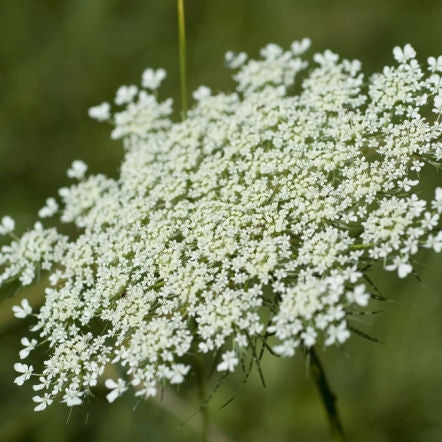 Queen Ann's Lace