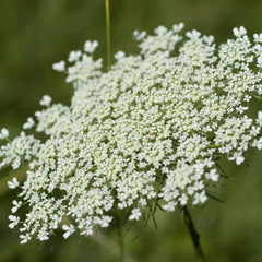 Queen Ann s Lace