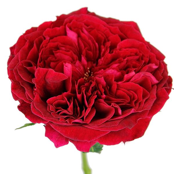 Garden Rose Red