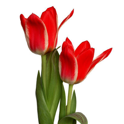 Tulip Red