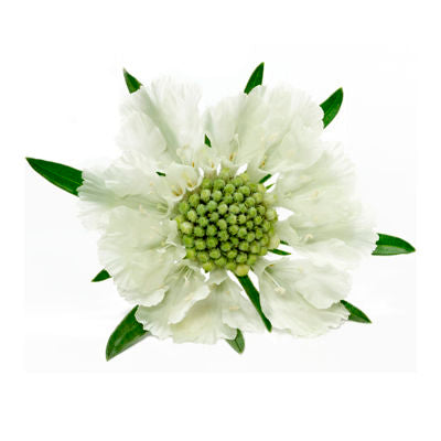 Scabiosa White