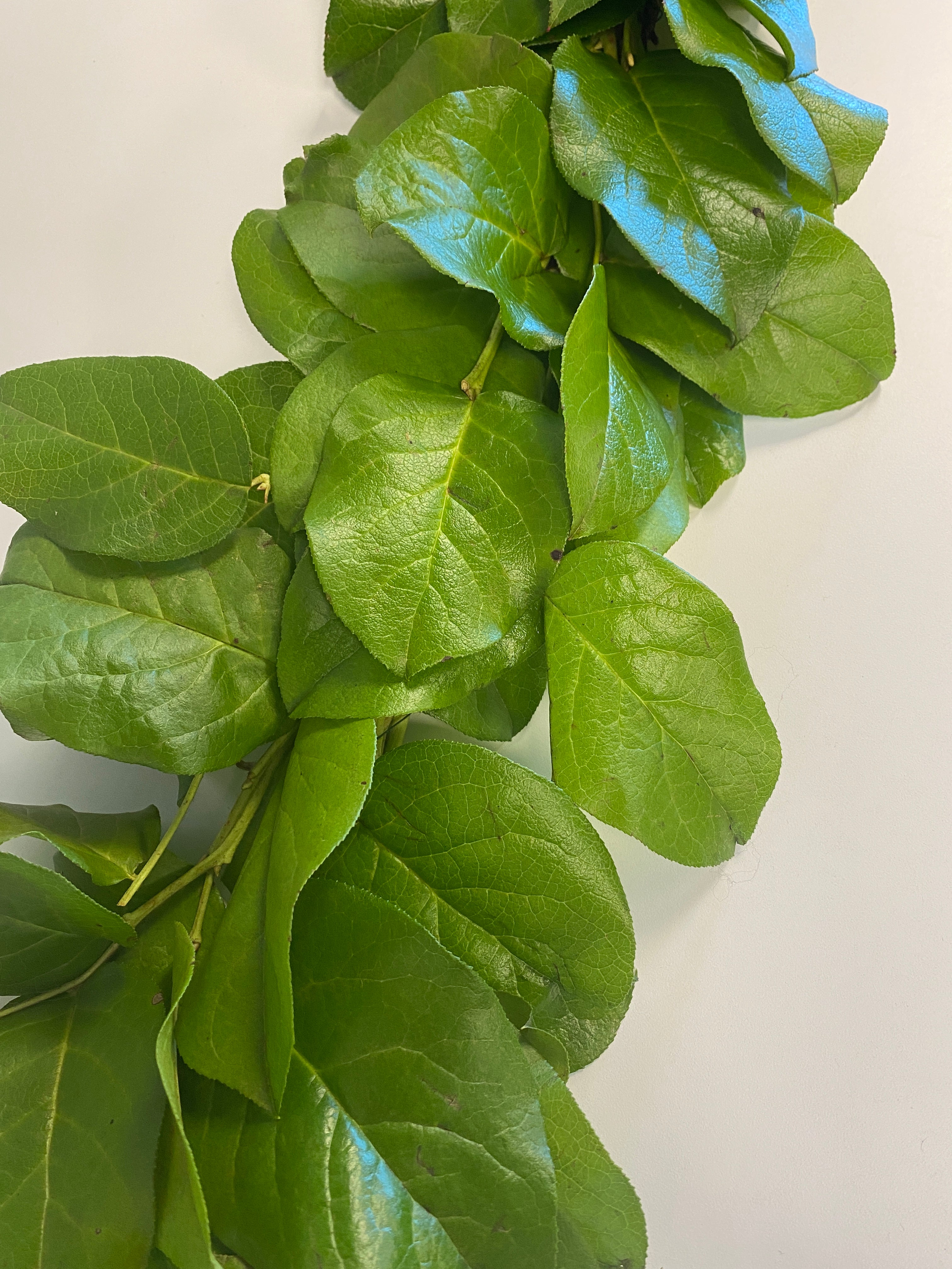 Simply Salal Garland