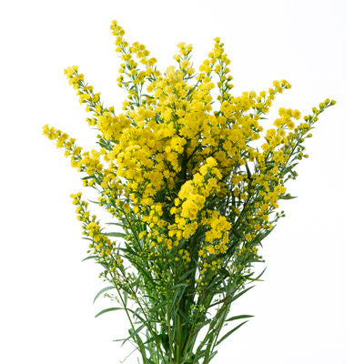 Solidago Yellow