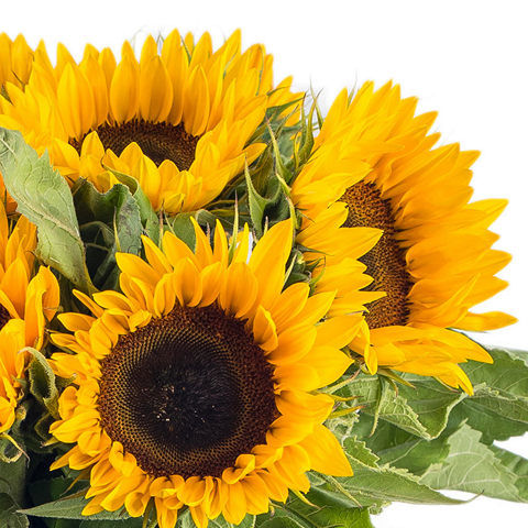 Sunflowers Medium