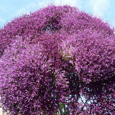 Trachelium Purple