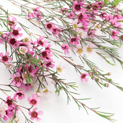 Wax Flower Pink – Bunches Direct Canada