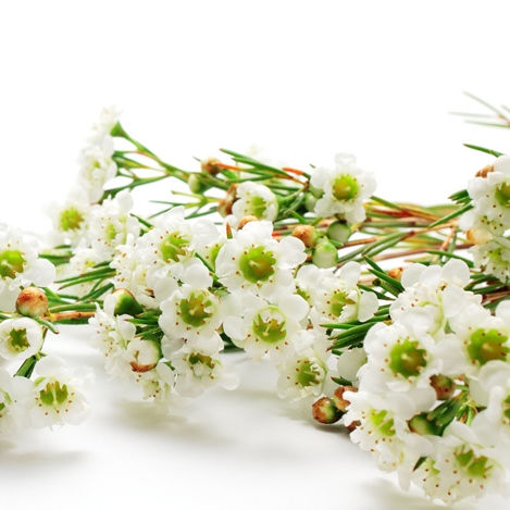 Wax Flower White