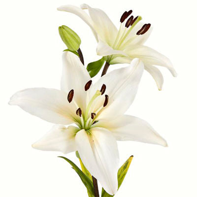 Lilies Asiatic White