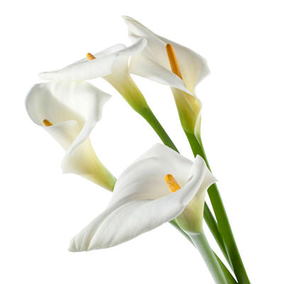 Calla lily Large White
