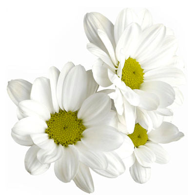 Chrysanthemum Daisy White