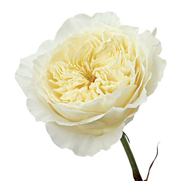 Garden Rose White