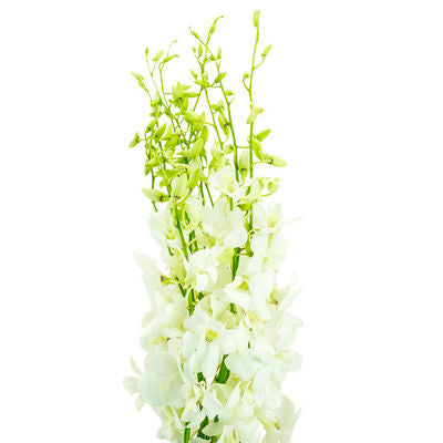 Dendrobium Orchid White