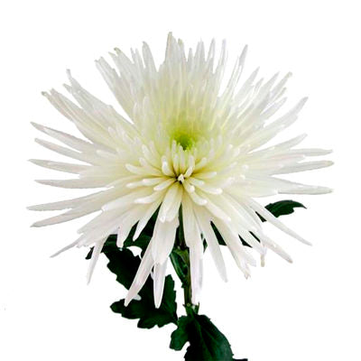 Chrysanthemum Fuji Spider White