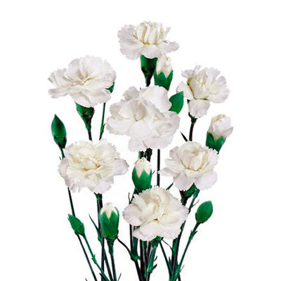 Carnations Mini White
