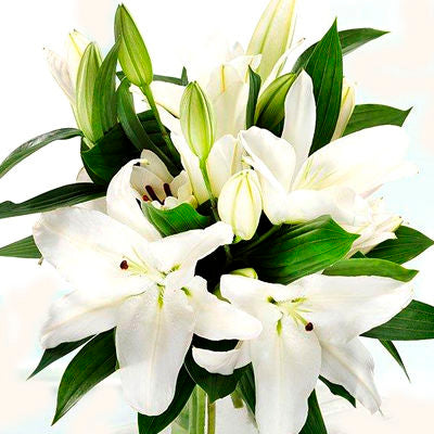 Lily Oriental White