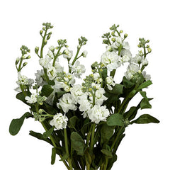 white-stock_709_medium.jpg?v=