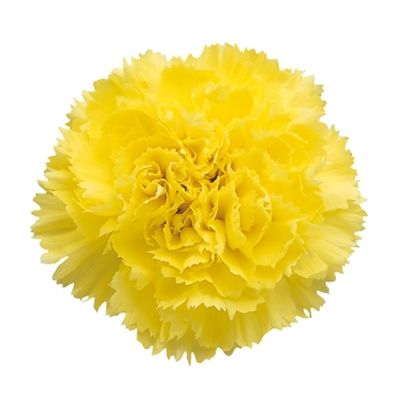 Carnations Yellow