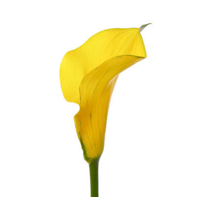 Calla lily Mini Yellow