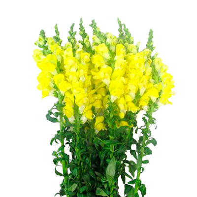 Snapdragons Yellow